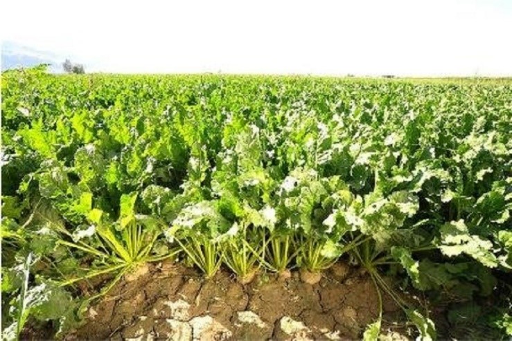 قیمت خرید تضمینی چغندر قند از کشاورزان موردبازنگری قرار می گیرد